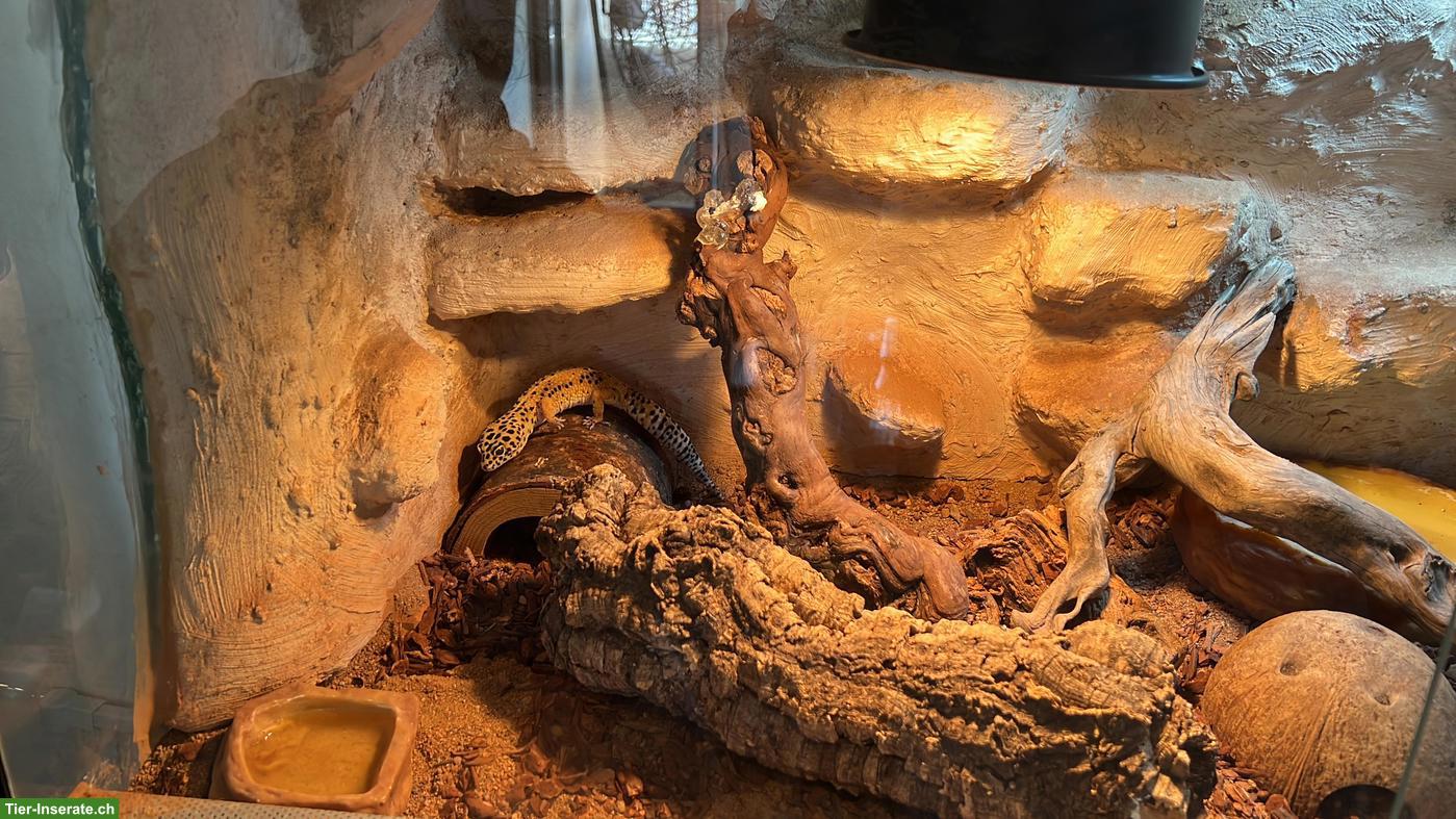 Bild 10: 2 Leopardgecko Weibchen zu verschenken