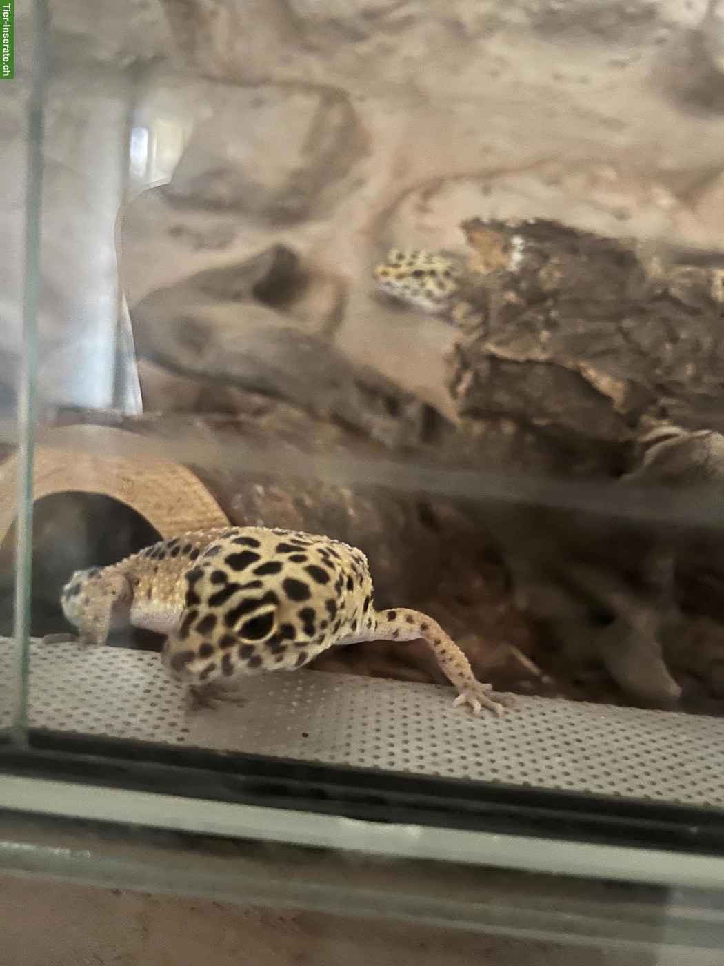 Bild 2: 2 Leopardgecko Weibchen zu verschenken