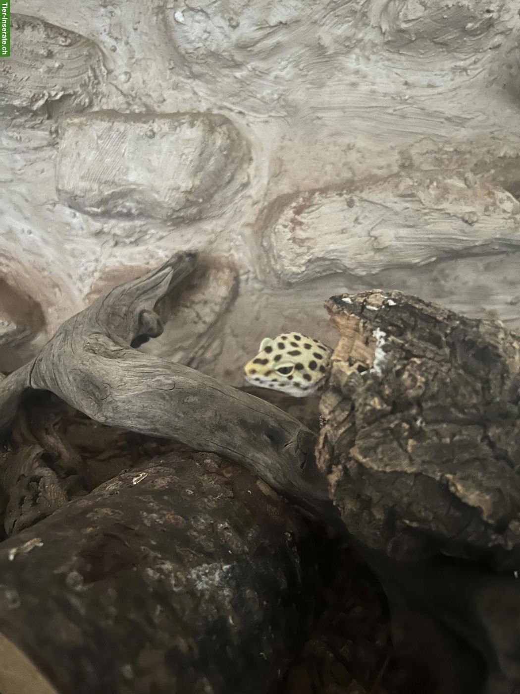Bild 3: 2 Leopardgecko Weibchen zu verschenken