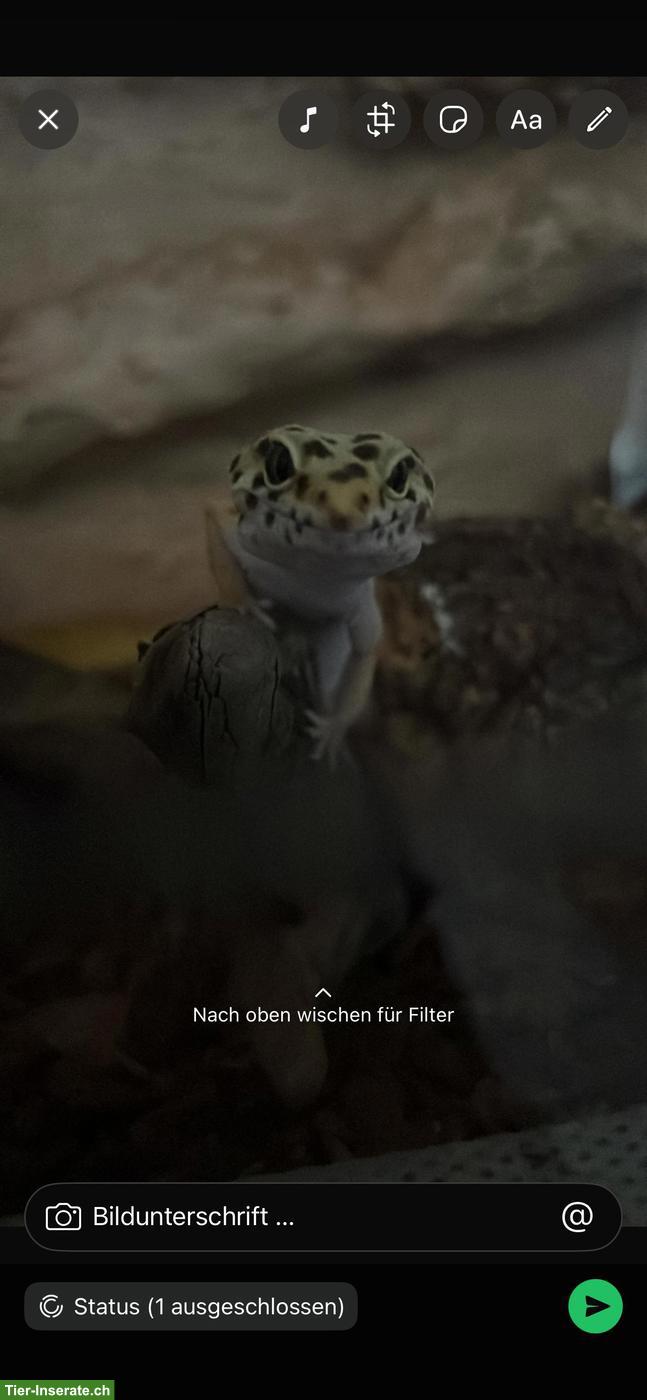 Bild 4: 2 Leopardgecko Weibchen zu verschenken
