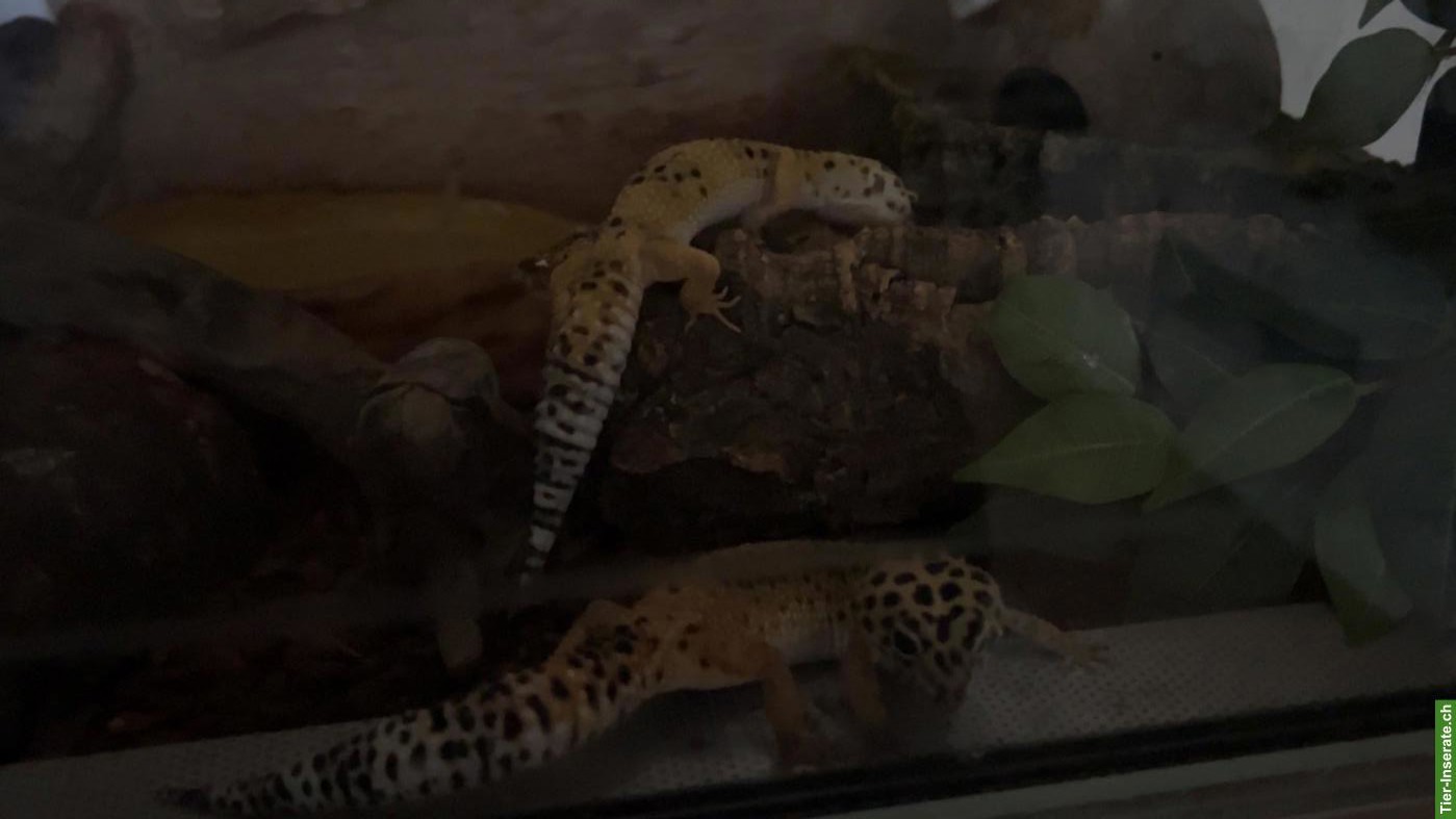 Bild 5: 2 Leopardgecko Weibchen zu verschenken