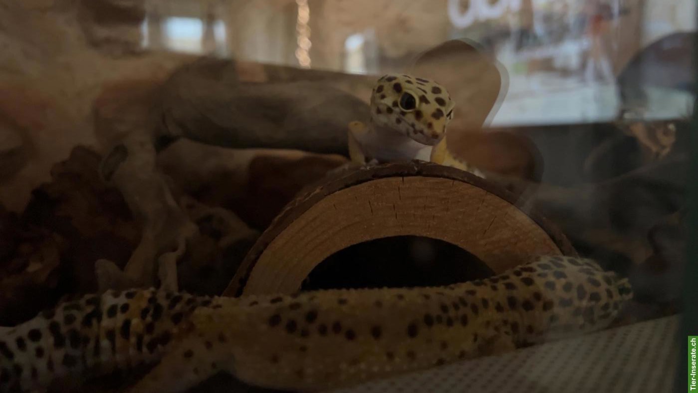 Bild 6: 2 Leopardgecko Weibchen zu verschenken