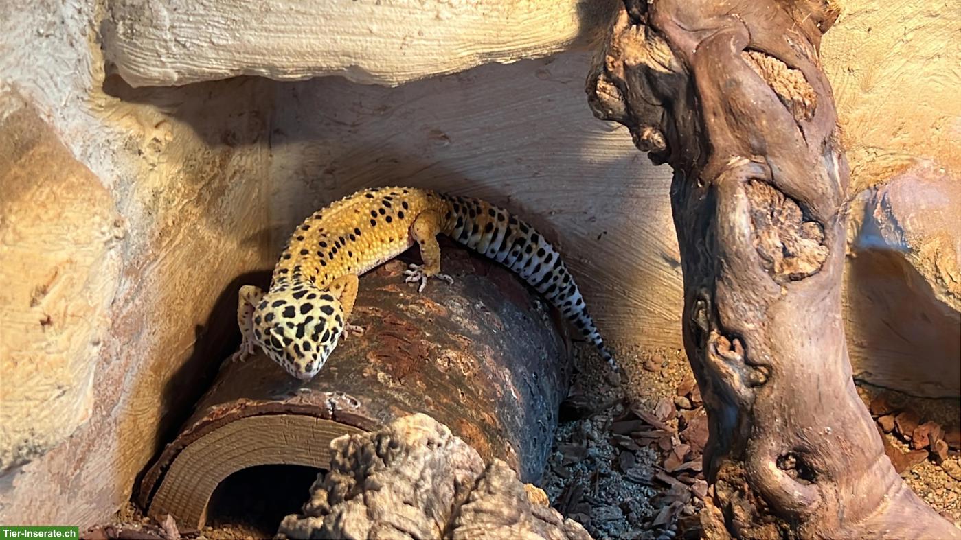 Bild 7: 2 Leopardgecko Weibchen zu verschenken