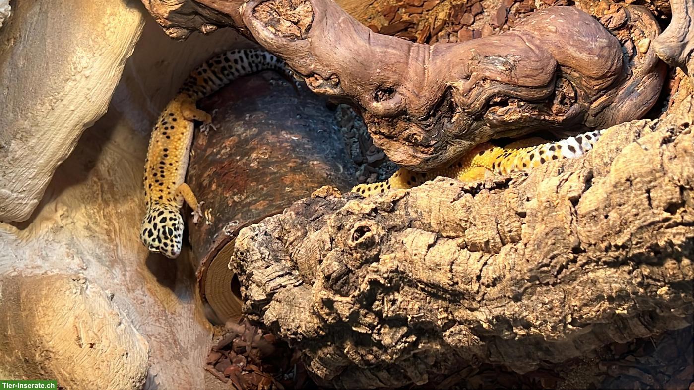 Bild 8: 2 Leopardgecko Weibchen zu verschenken