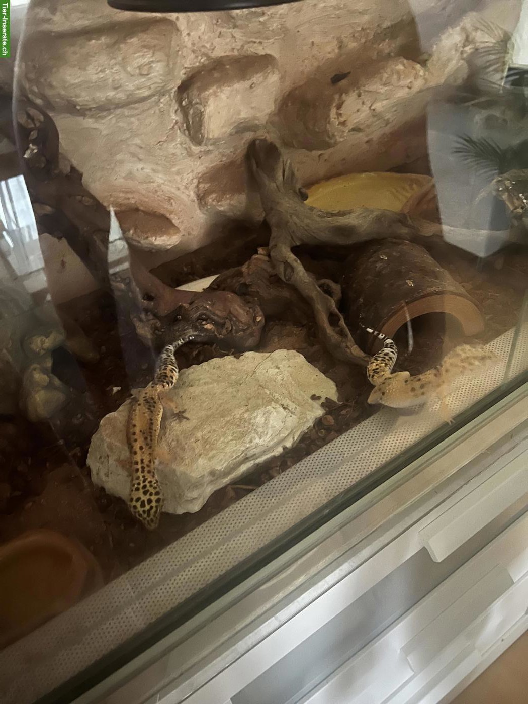 Bild 9: 2 Leopardgecko Weibchen zu verschenken