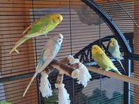 4 Wellensittiche mit Käfig und Zubehör