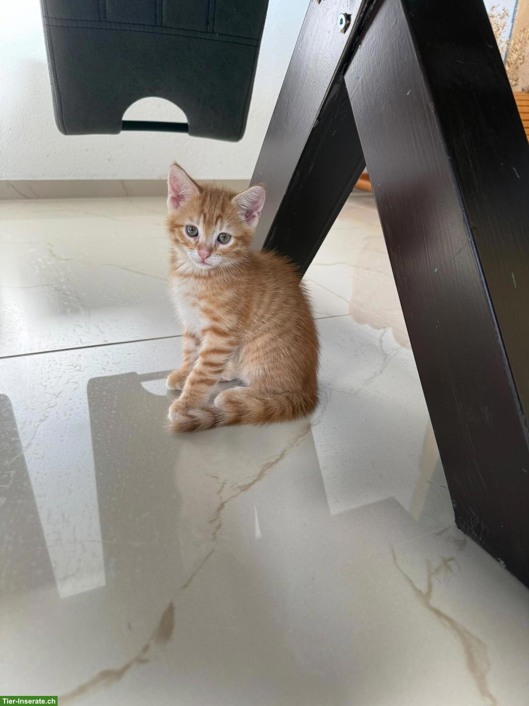2 süsse Katenbabys suchen ein liebevolles Zuhause 🐱❤️
