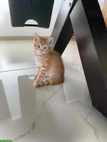 2 süsse Katenbabys suchen ein liebevolles Zuhause 🐱❤️
