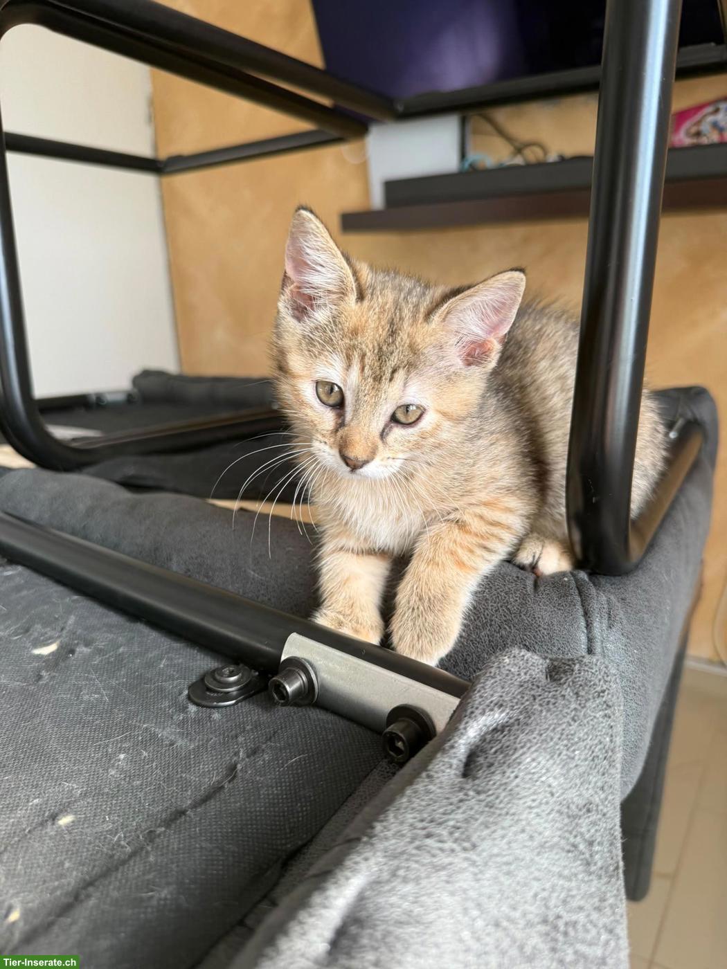 Bild 3: 2 süsse Katenbabys suchen ein liebevolles Zuhause 🐱❤️