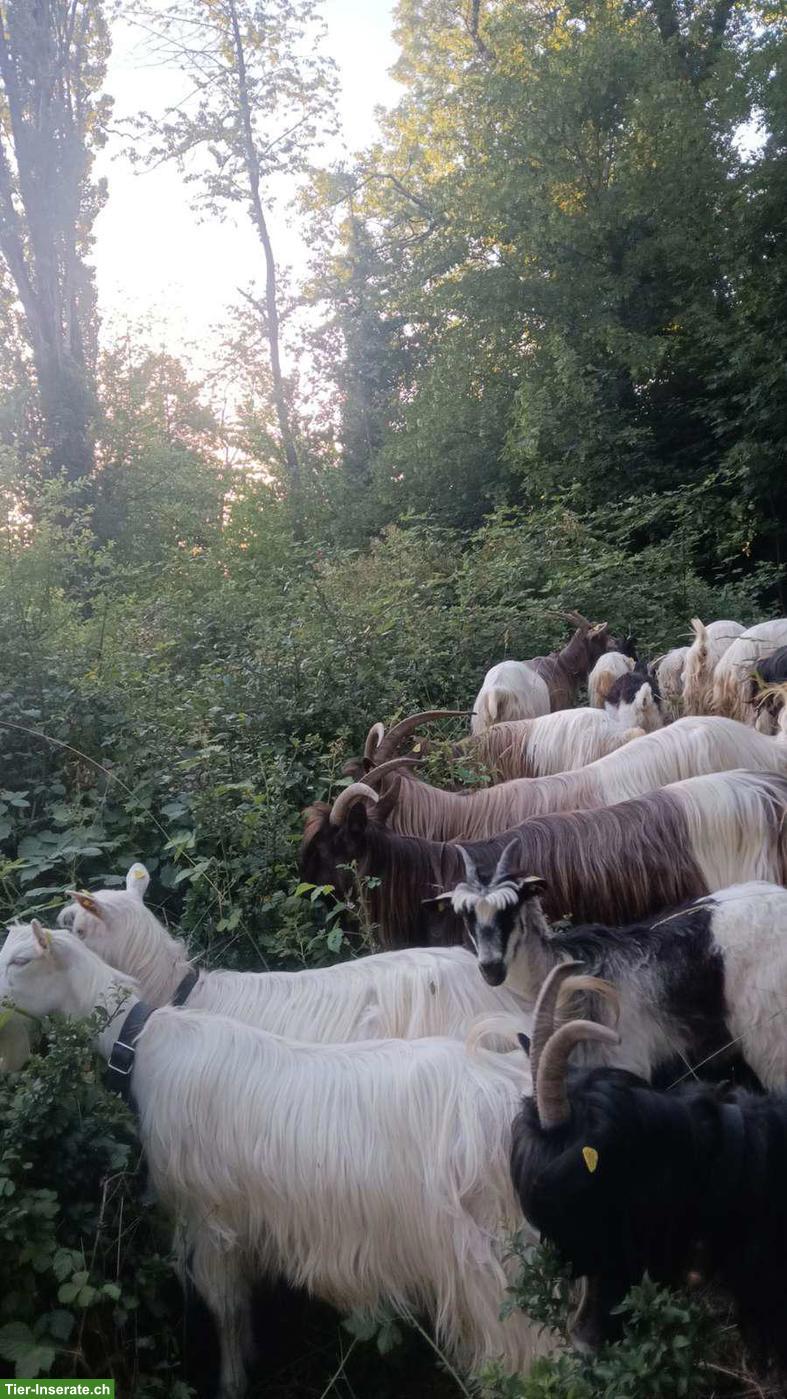 Walliser Ziegen und Appenzeller Ziegen zu verkaufen