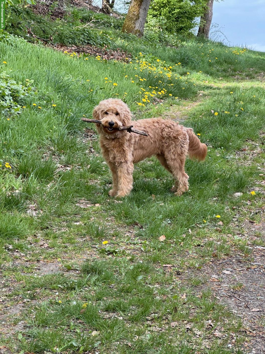 Goldendoodle Welpen | Wurfankündigung