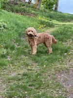 Goldendoodle Welpen | Wurfankündigung