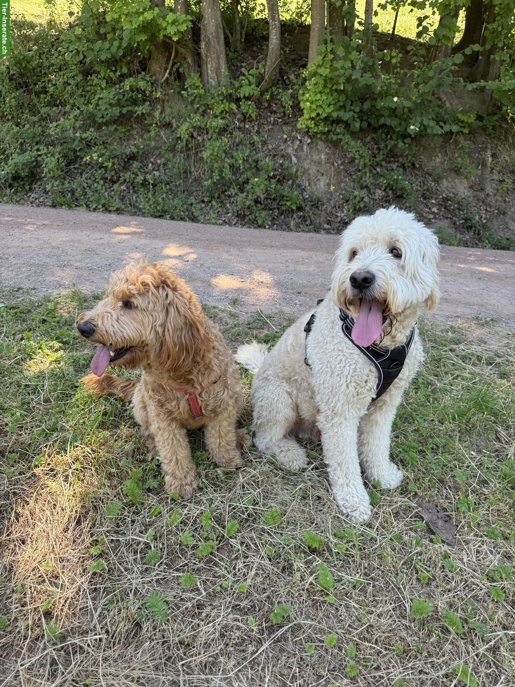 Bild 2: Goldendoodle Welpen | Wurfankündigung