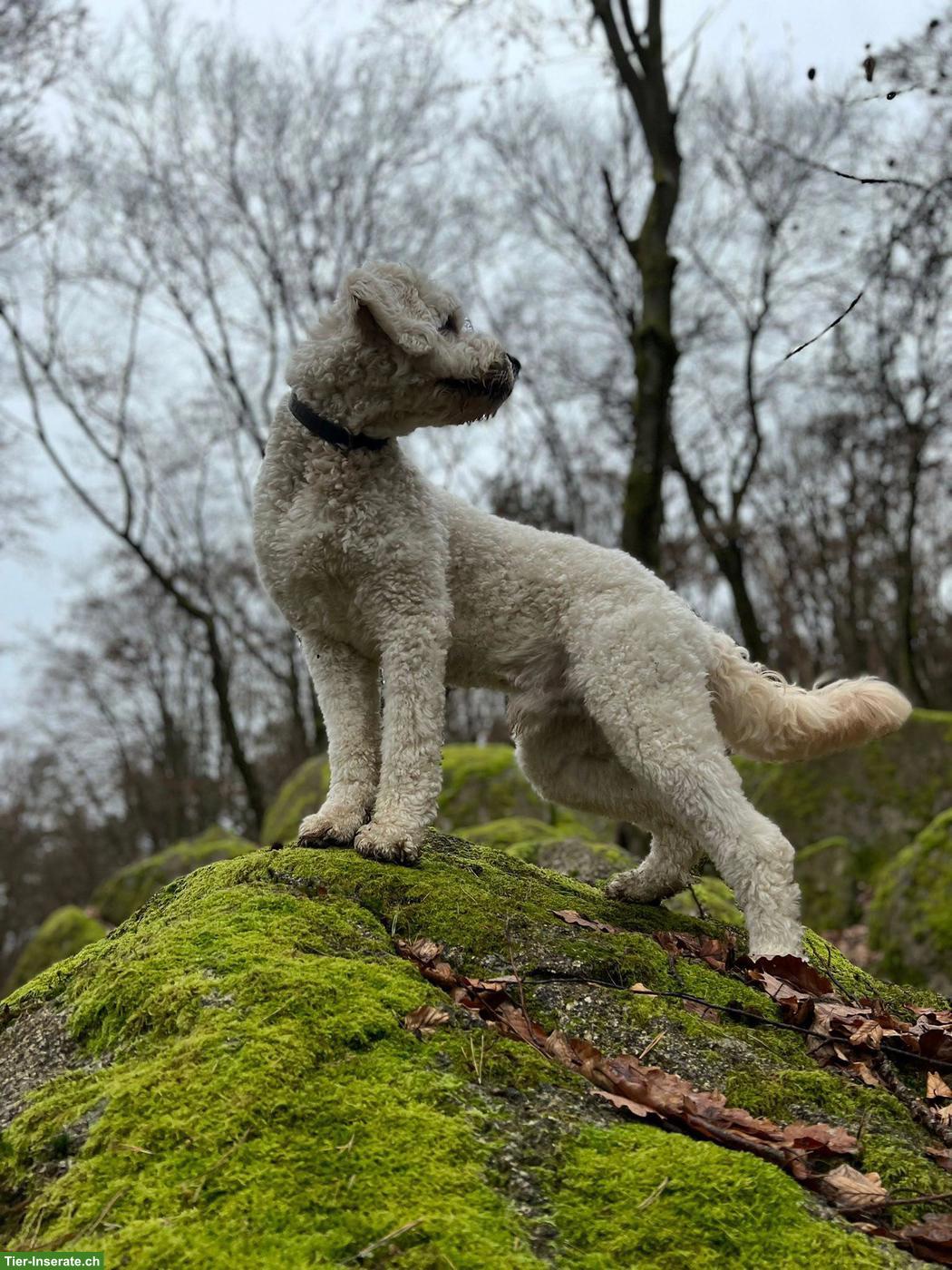Bild 3: Goldendoodle Welpen | Wurfankündigung