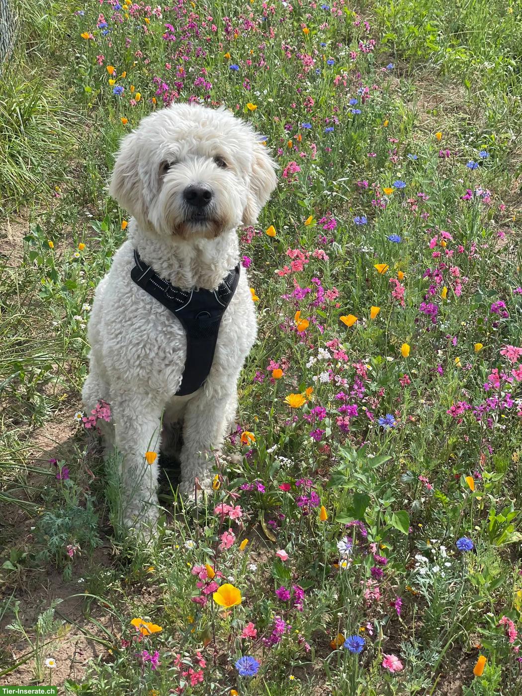 Bild 4: Goldendoodle Welpen | Wurfankündigung