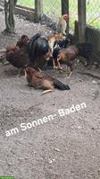 Junge Satsumadori Hühner