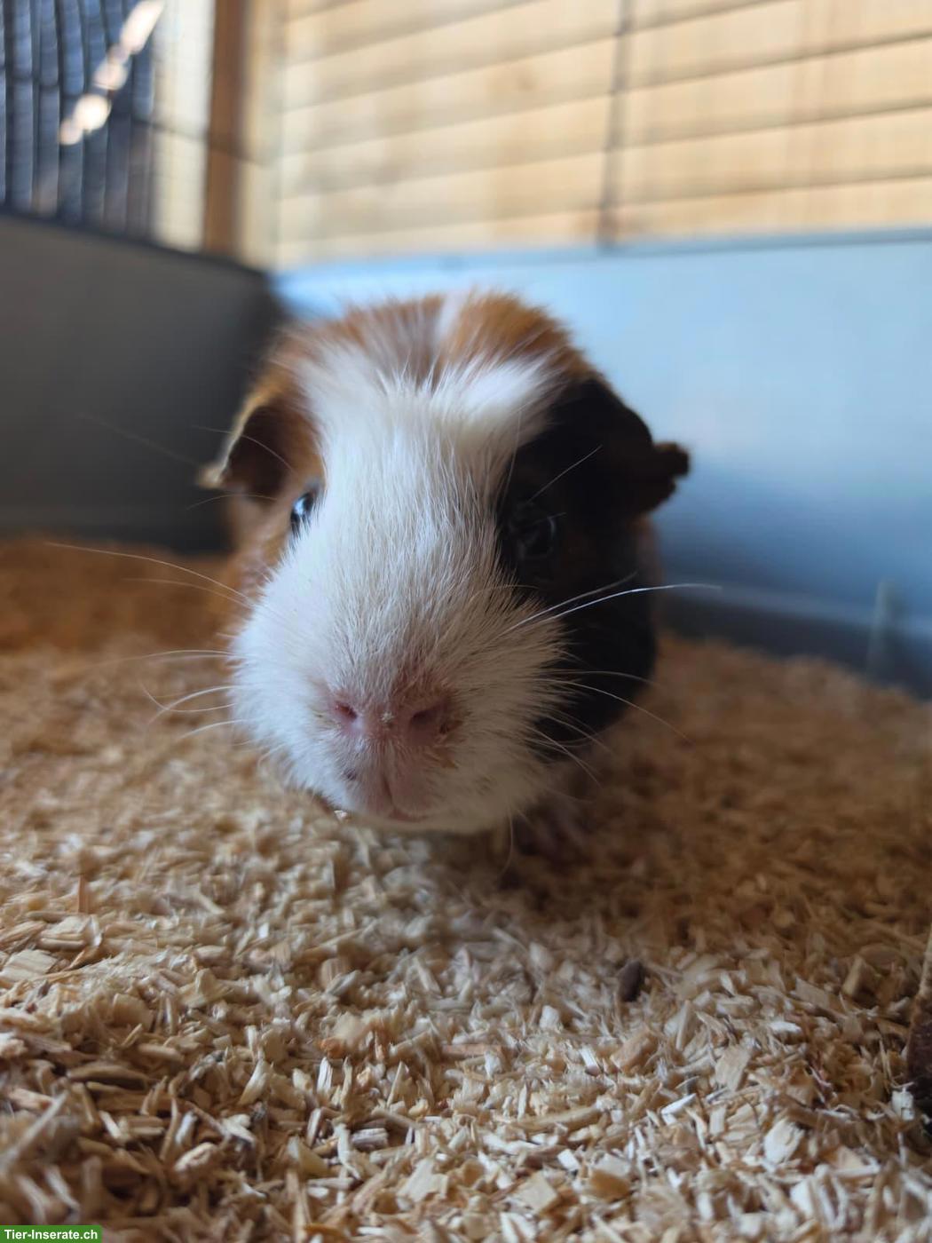 Meerschweinchen Max sucht sein Für-immer-Zuhause
