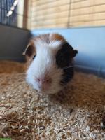 Meerschweinchen Max sucht sein Für-immer-Zuhause
