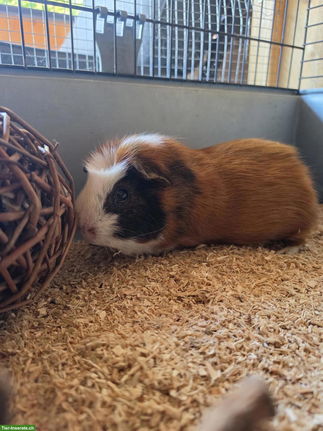 Bild 2: Meerschweinchen Max sucht sein Für-immer-Zuhause