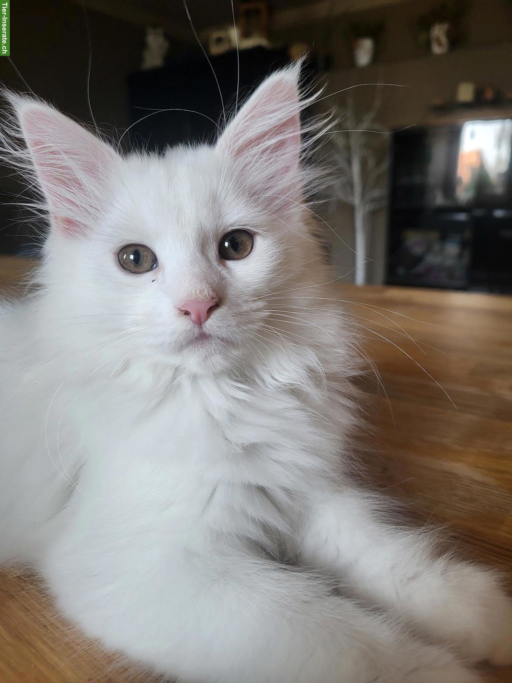 Weisse Maine Coon Kitten suchen neuen Wirkungskreis