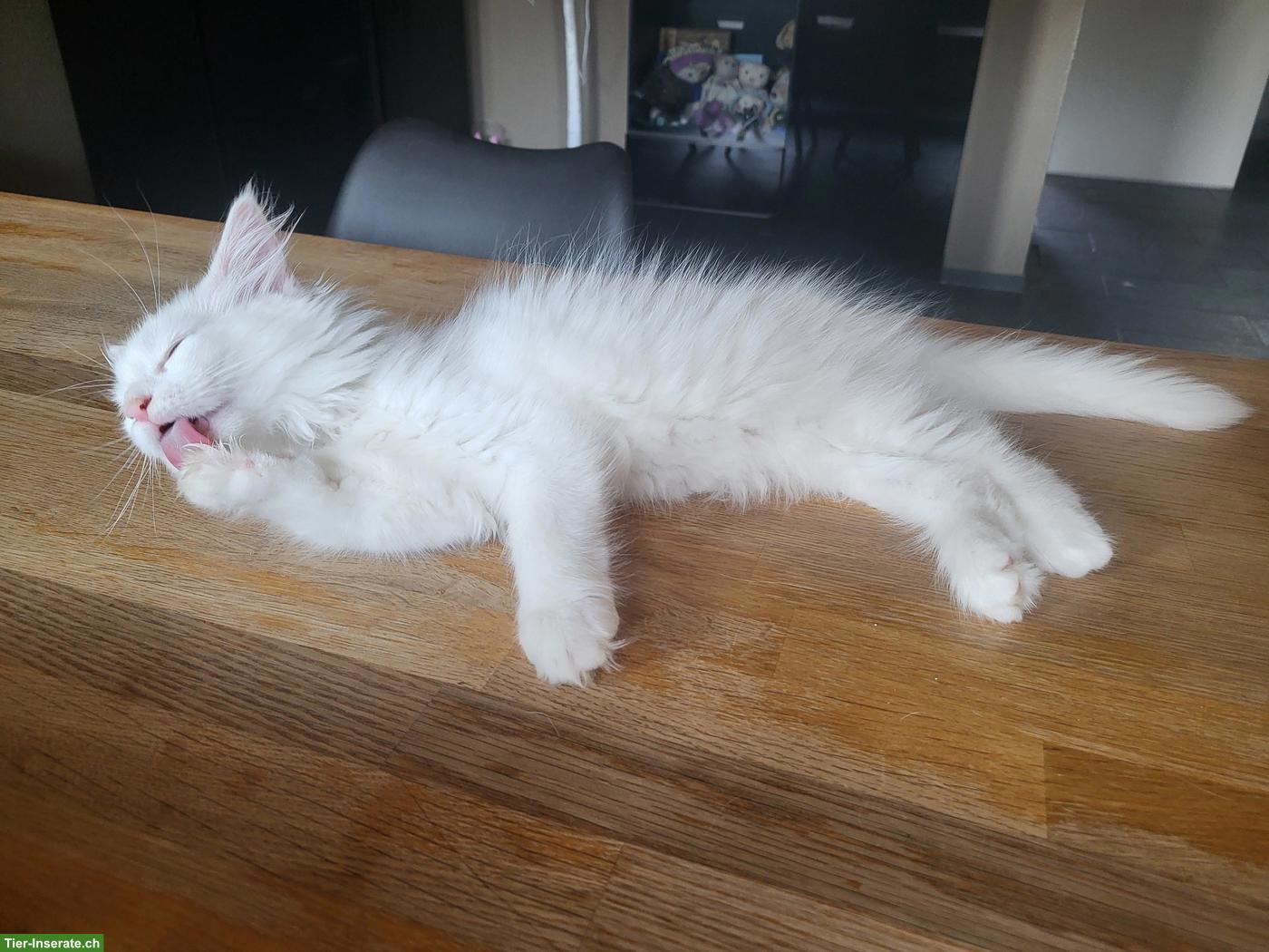 Bild 2: Weisse Maine Coon Kitten suchen neuen Wirkungskreis