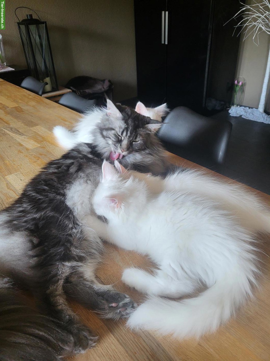 Bild 3: Weisse Maine Coon Kitten suchen neuen Wirkungskreis
