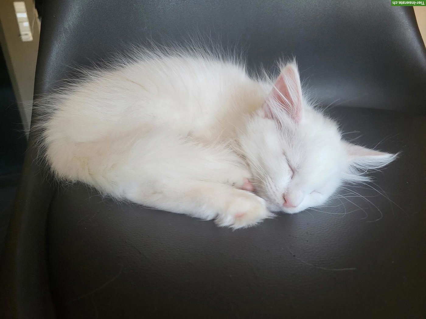 Bild 4: Weisse Maine Coon Kitten suchen neuen Wirkungskreis