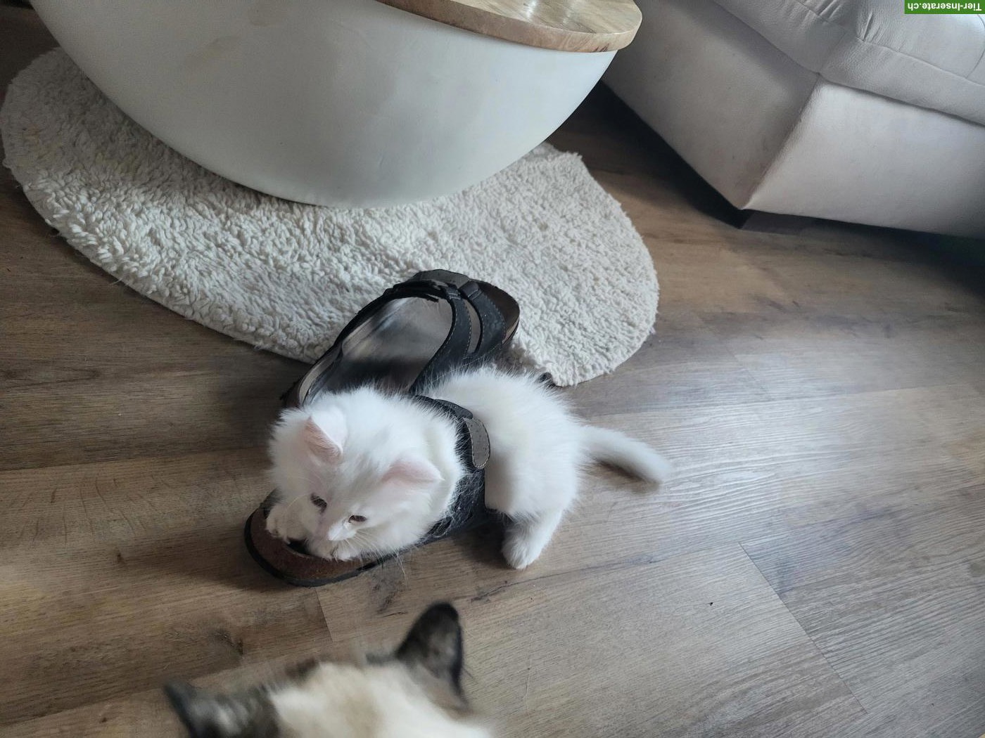 Bild 5: Weisse Maine Coon Kitten suchen neuen Wirkungskreis