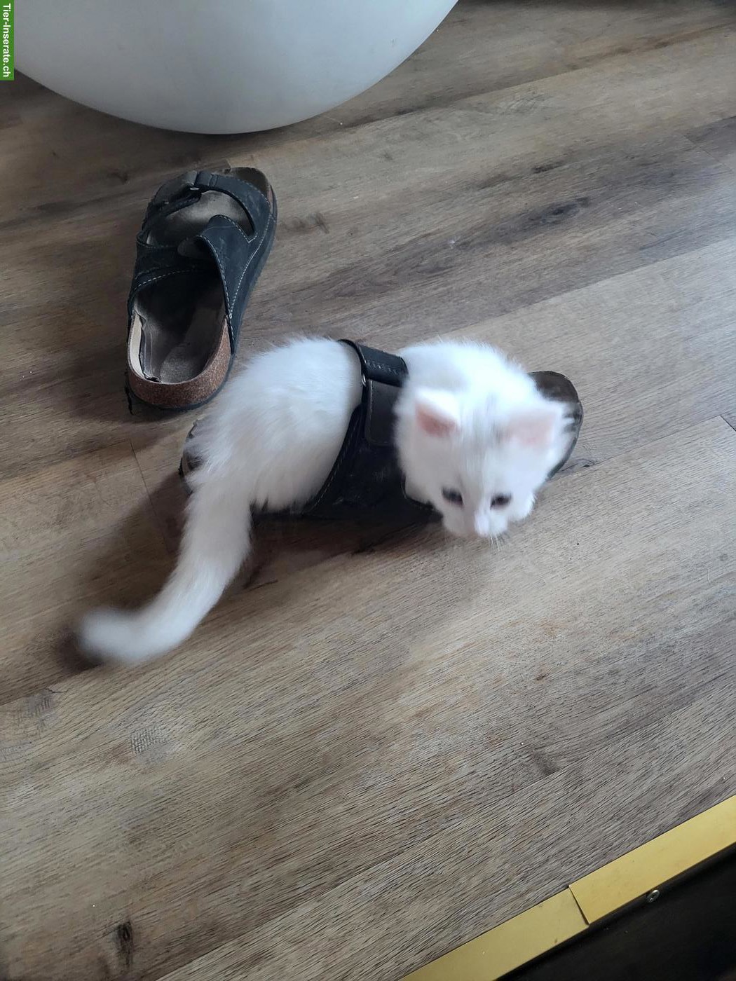 Bild 6: Weisse Maine Coon Kitten suchen neuen Wirkungskreis