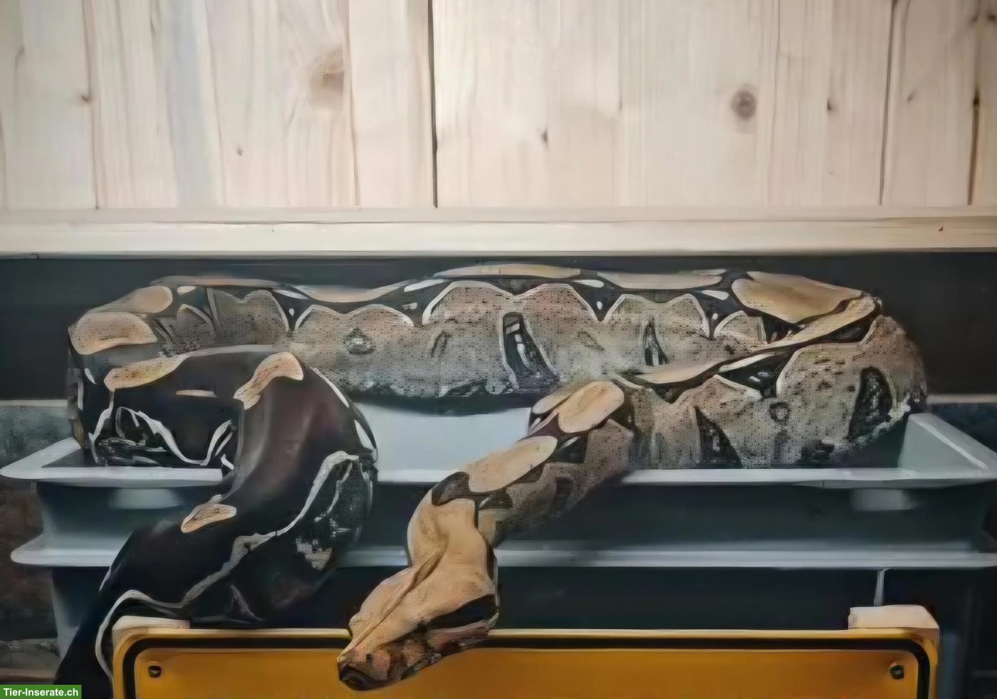 1.0 Boa constrictor constrictor Surinam, H&E Stöckl Line