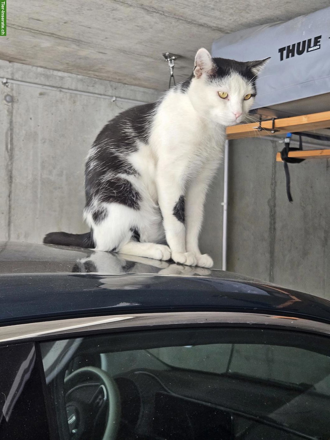 Hauskatze Fitou, sehr anhänglicher Kater