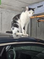 Hauskatze Fitou, sehr anhänglicher Kater