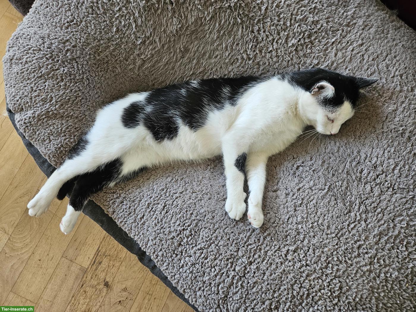 Bild 2: Hauskatze Fitou, sehr anhänglicher Kater