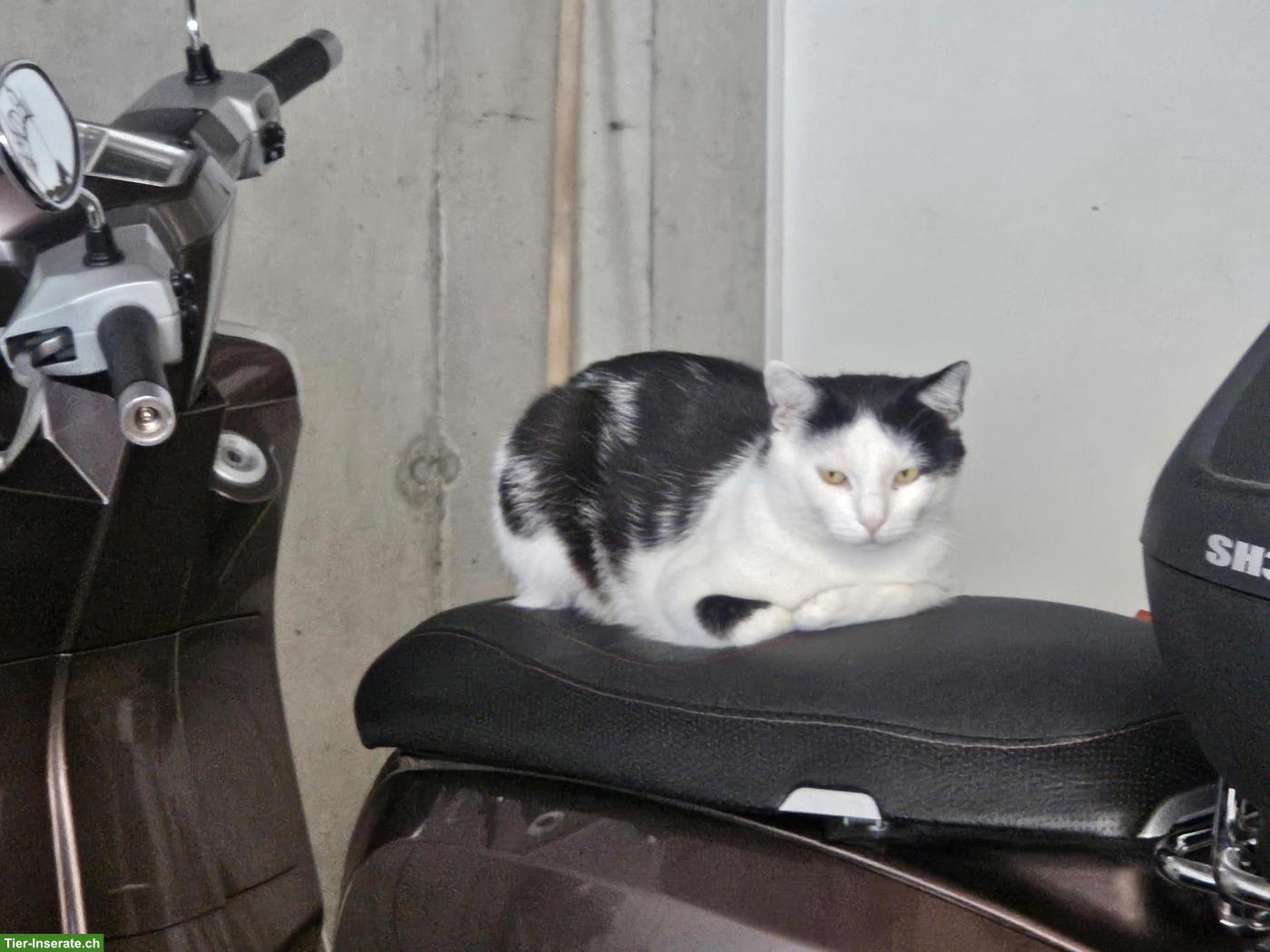 Bild 3: Hauskatze Fitou, sehr anhänglicher Kater