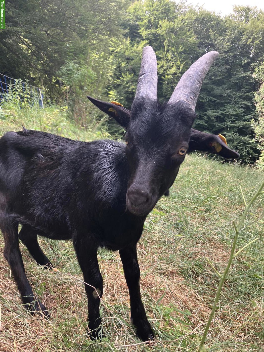 Junger Nera Verzasca Mischlingsbock
