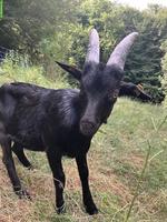 Junger Nera Verzasca Mischlingsbock