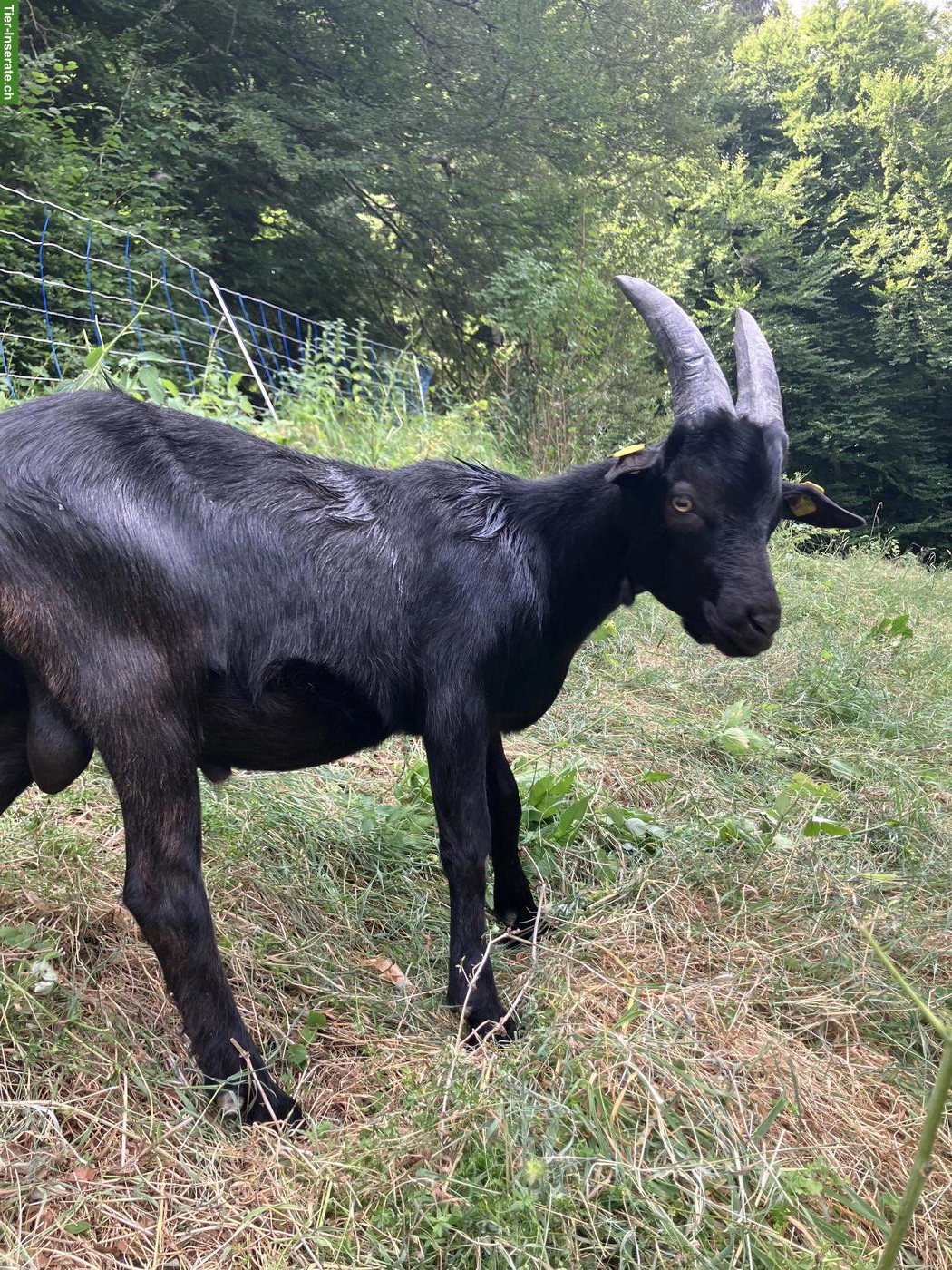 Bild 2: Junger Nera Verzasca Mischlingsbock
