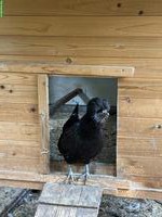 Junghennen abzugeben: Zwergpaduaner & braunes Legehuhn