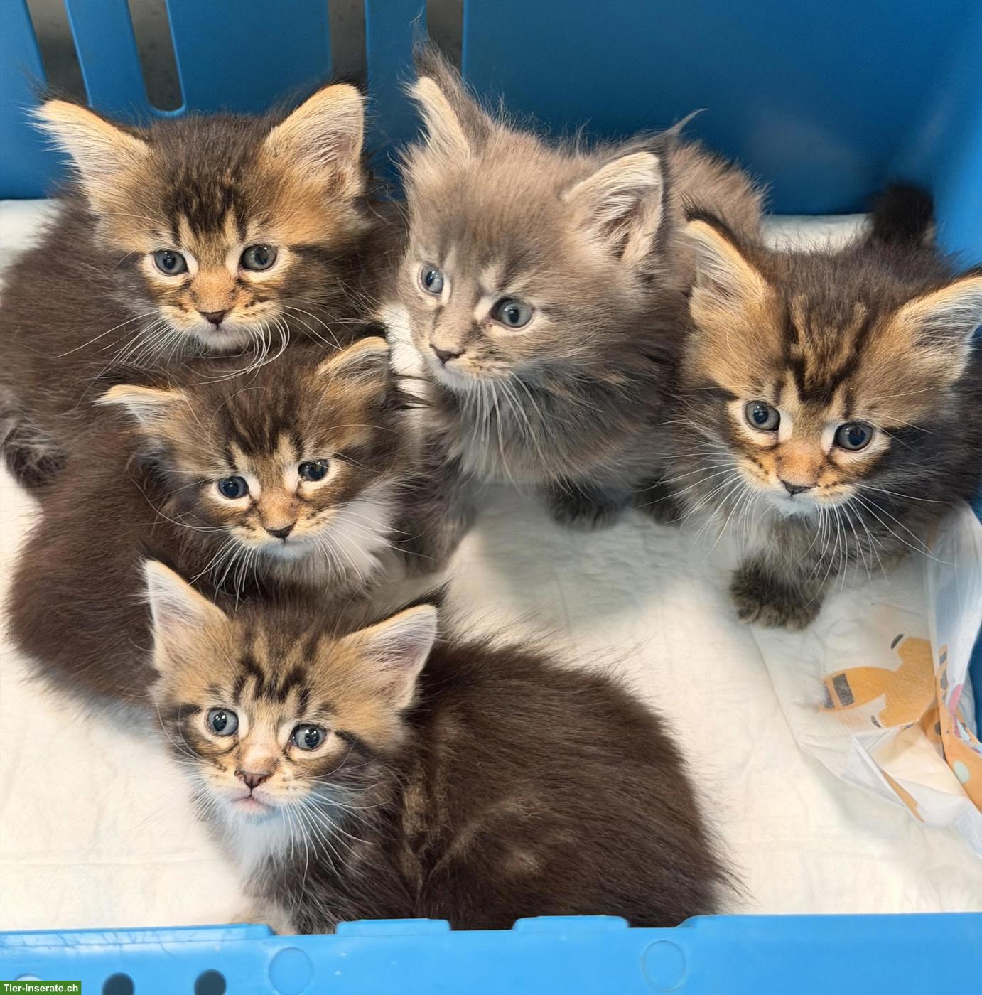 Maine Coon Kitten mit Stammbaum zu verkaufen