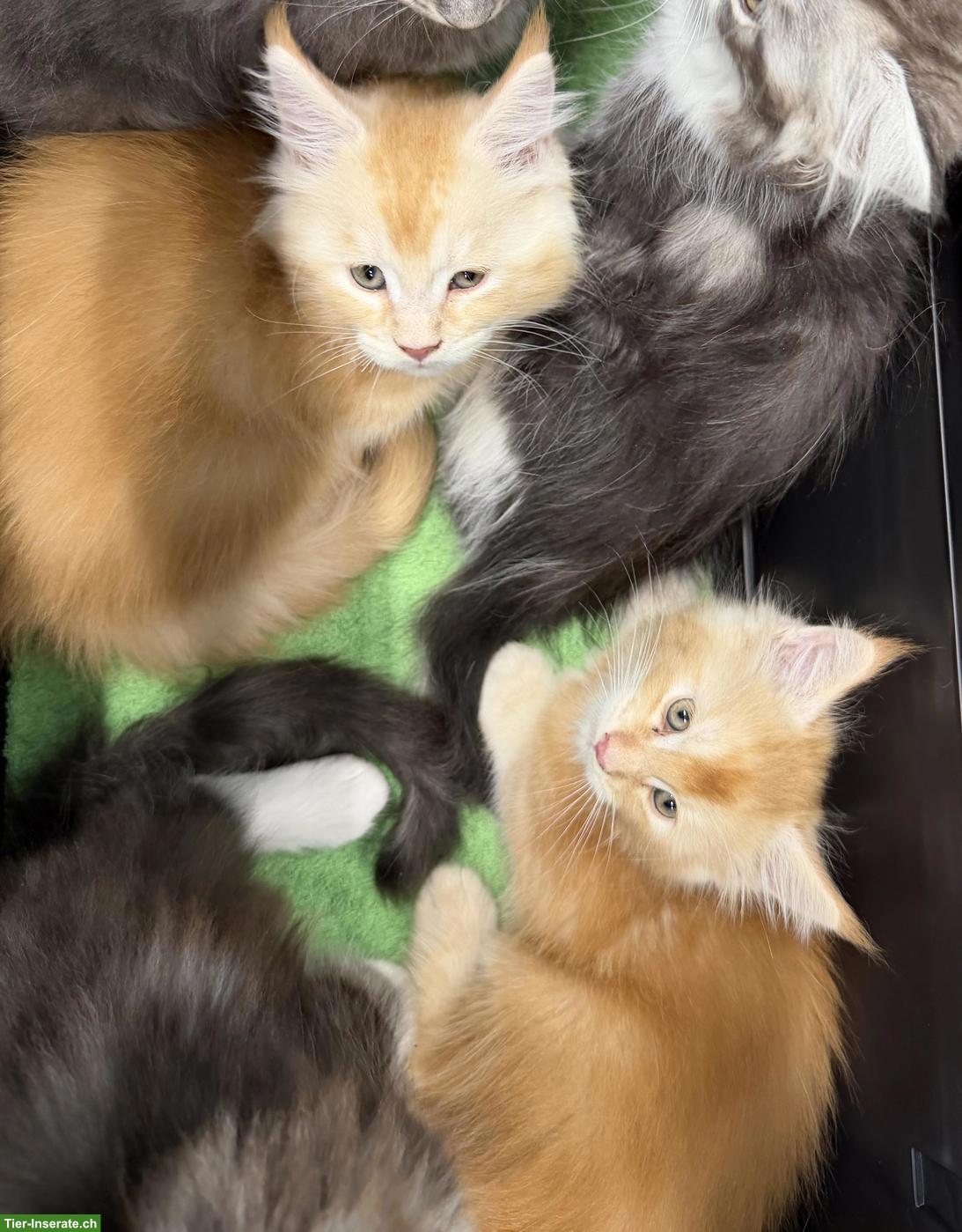 Bild 10: Maine Coon Kitten mit Stammbaum zu verkaufen