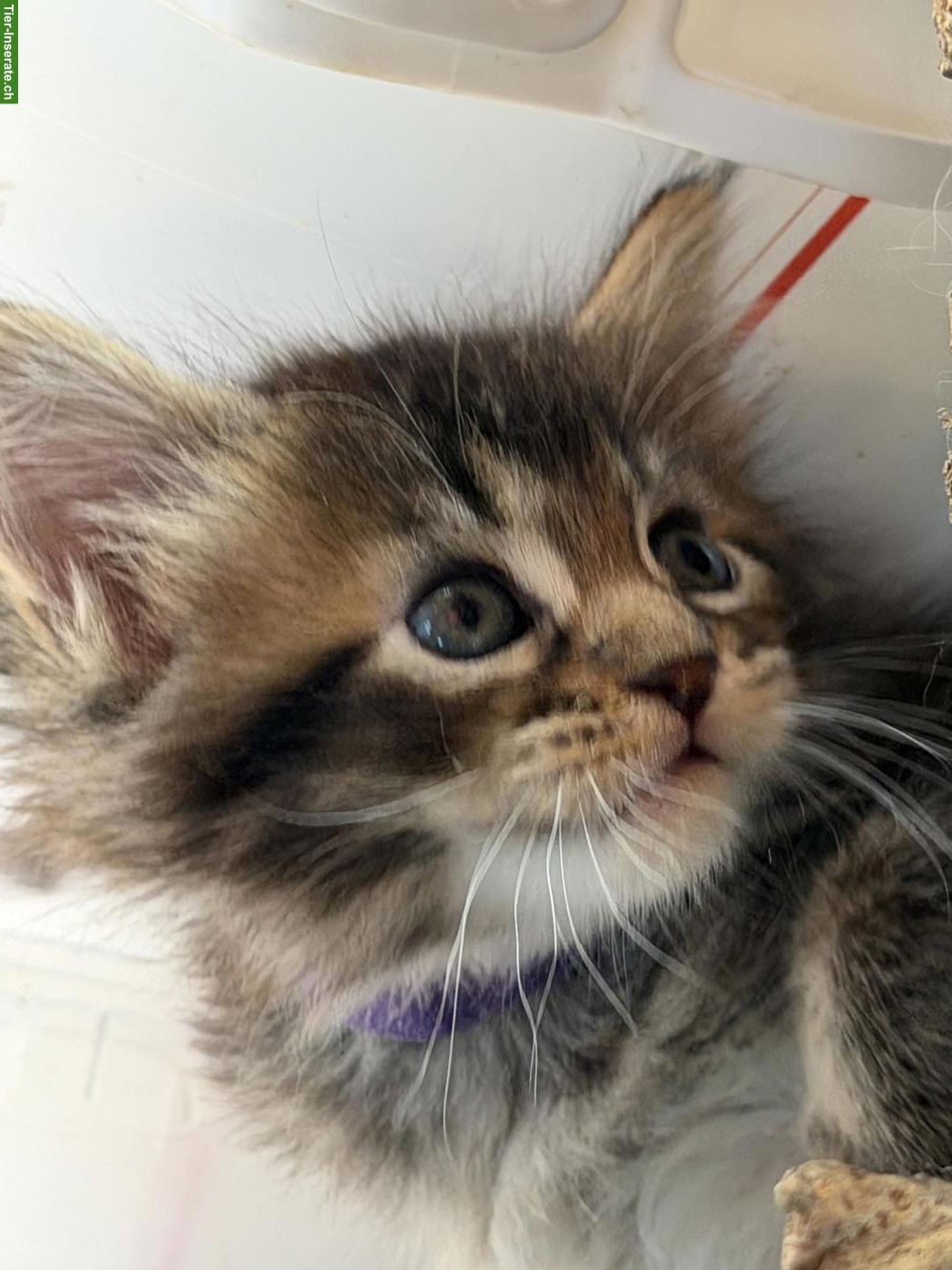 Bild 2: Maine Coon Kitten mit Stammbaum zu verkaufen