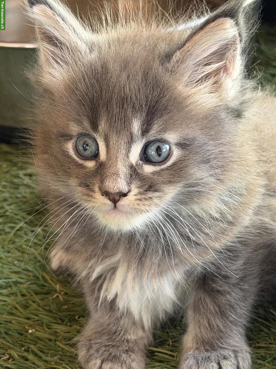 Bild 3: Maine Coon Kitten mit Stammbaum zu verkaufen