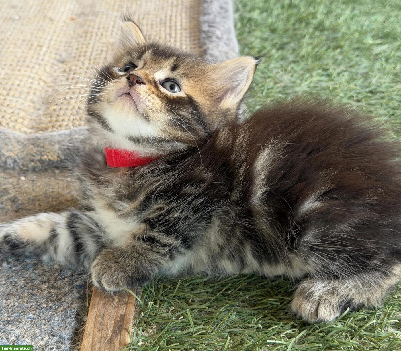 Bild 4: Maine Coon Kitten mit Stammbaum zu verkaufen