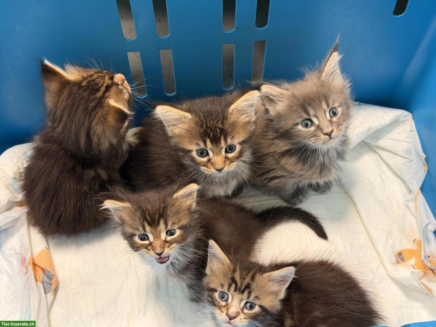 Bild 5: Maine Coon Kitten mit Stammbaum zu verkaufen