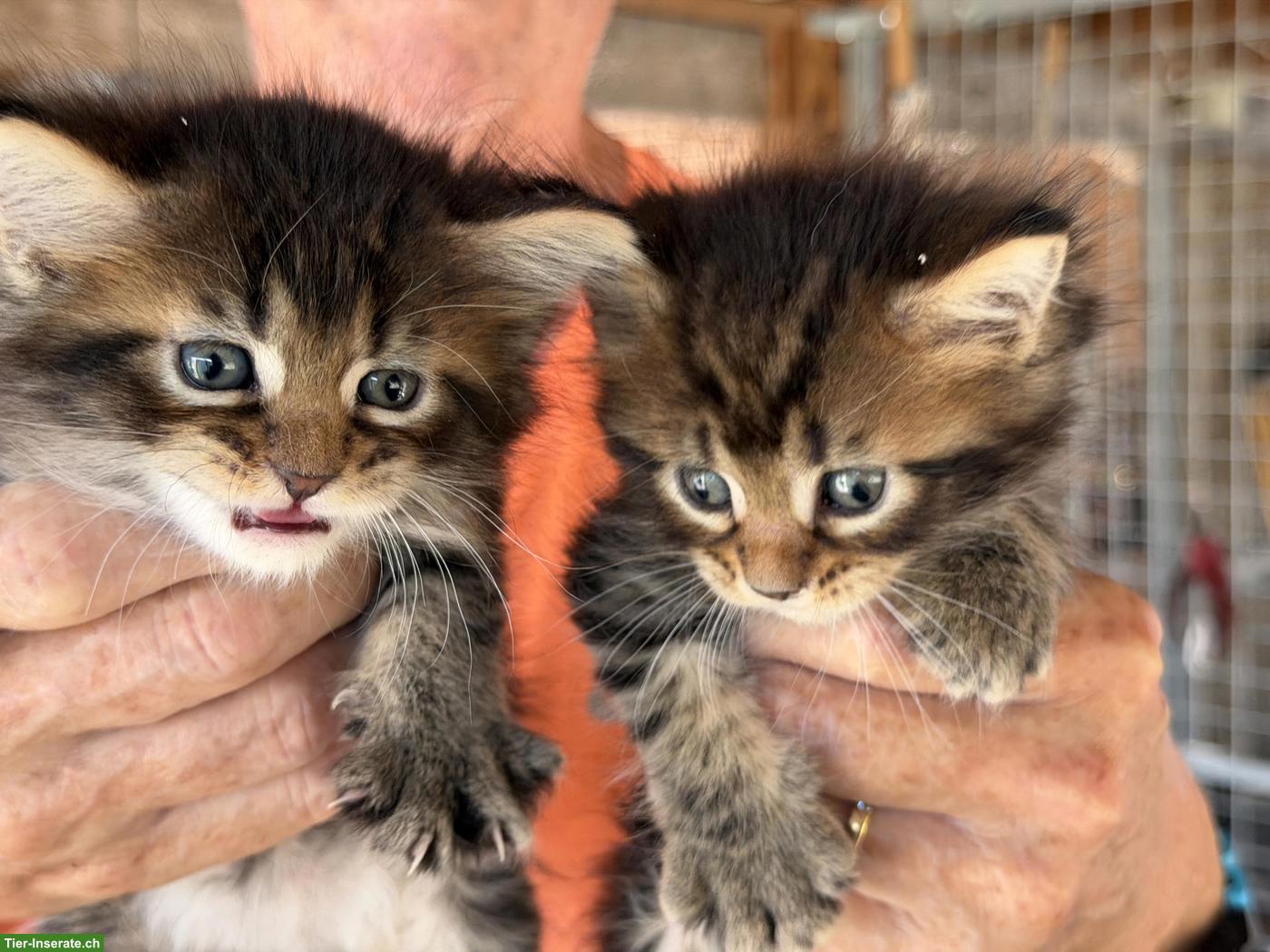 Bild 6: Maine Coon Kitten mit Stammbaum zu verkaufen