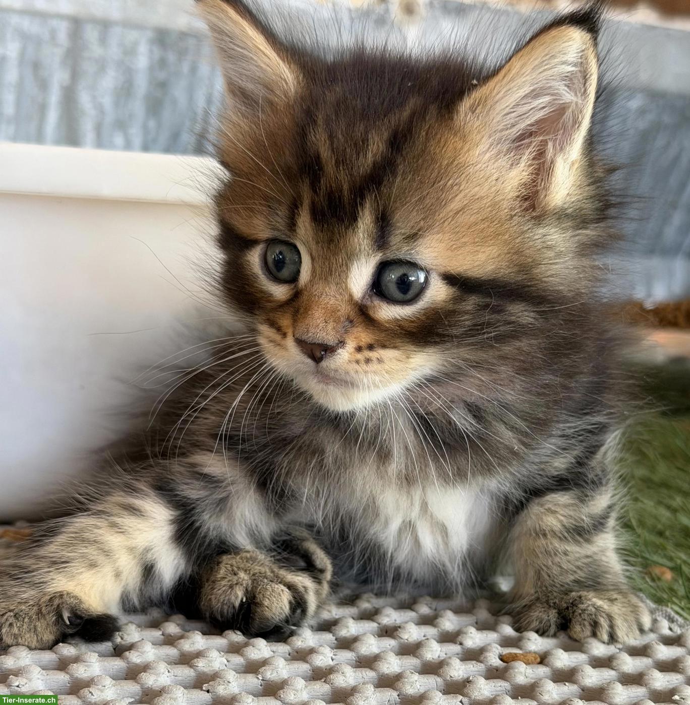 Bild 7: Maine Coon Kitten mit Stammbaum zu verkaufen
