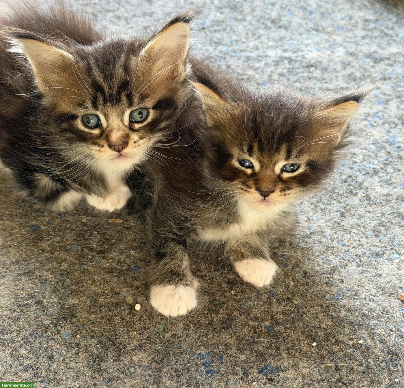 Bild 8: Maine Coon Kitten mit Stammbaum zu verkaufen
