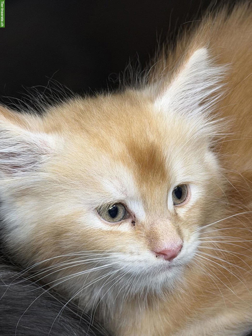 Bild 9: Maine Coon Kitten mit Stammbaum zu verkaufen