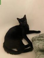 Schwarzes Katzen-Mädchen, 1-jährig