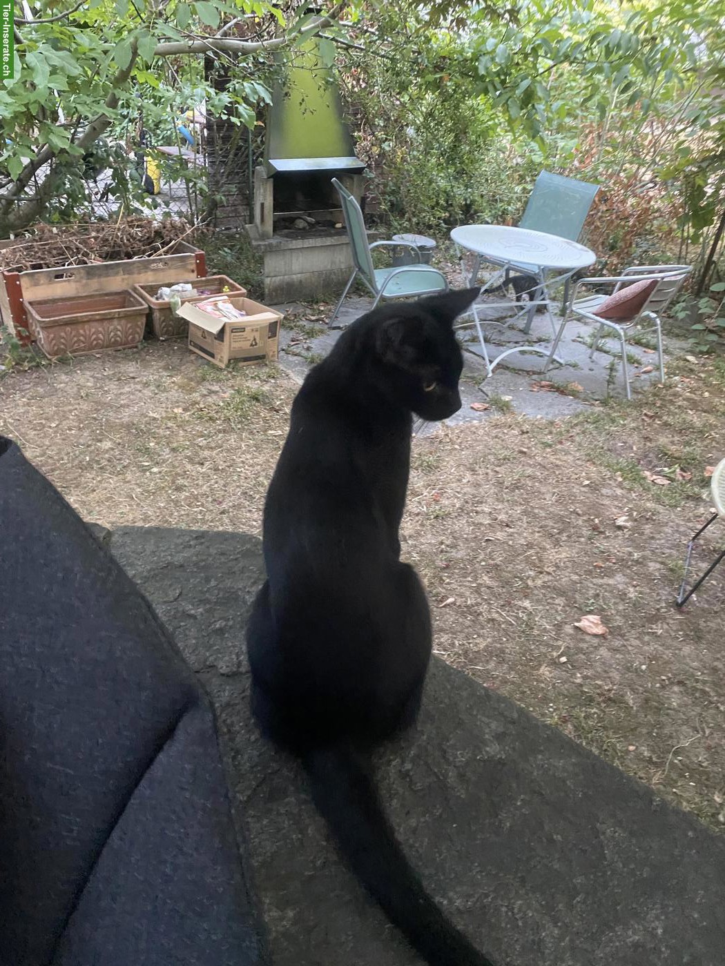Bild 2: Schwarzes Katzen-Mädchen, 1-jährig